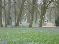 Husum Schlossgarten Storm in Krokusbl&uuml;te